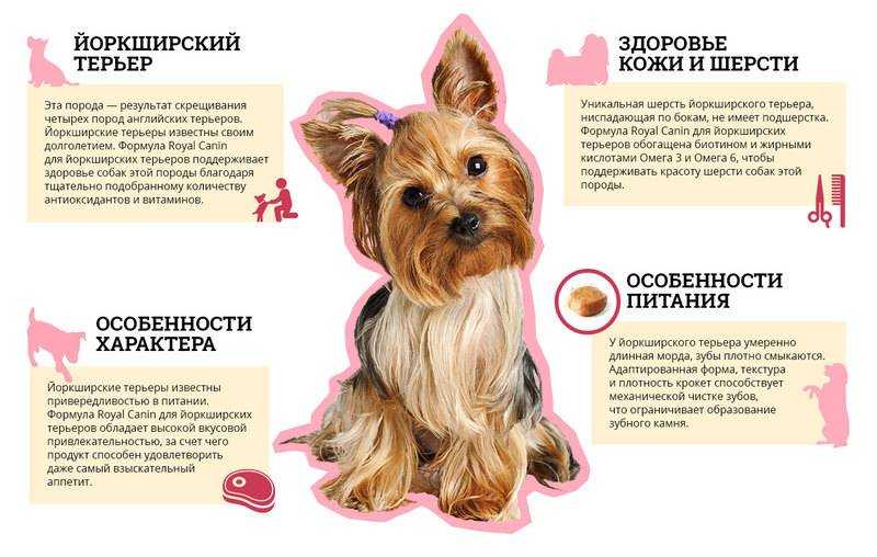Австралийский шелковистый терьер (силки): фото, описание породы, характер и цена щенка в россии