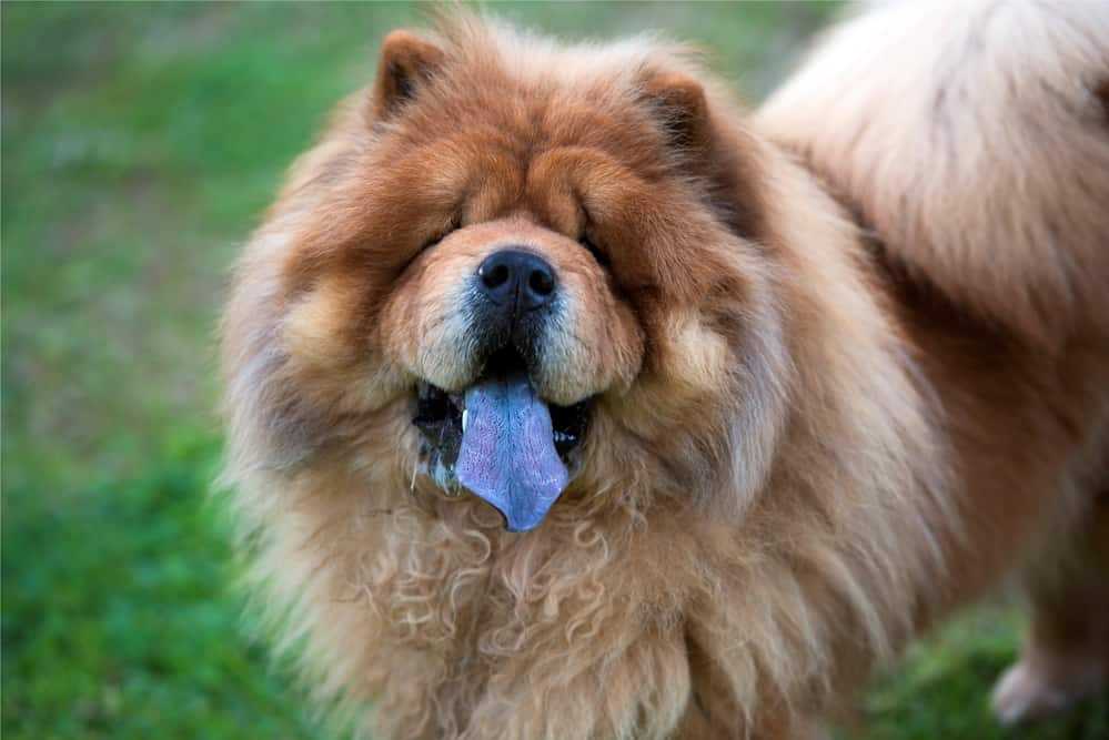 Порода собак с сиреневым языком порода