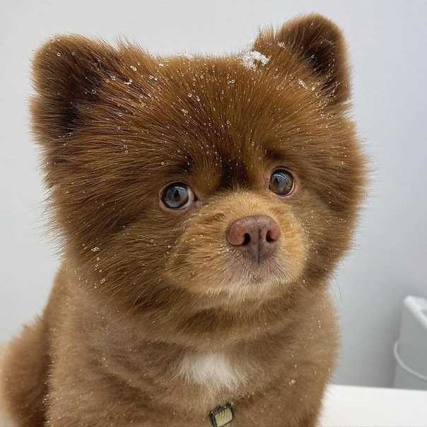 Собака, похожая на медвежонка – порода | фото