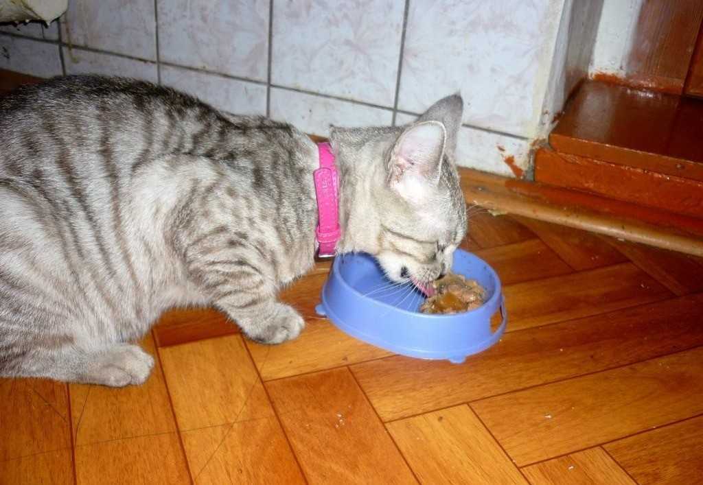 Кошка постоянно просит есть: норма или патология, причины, что делать, нужно ли ограничивать в еде