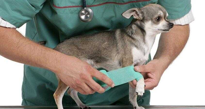 Как остановить кровь из когтя у собаки - отвечает  ветврач