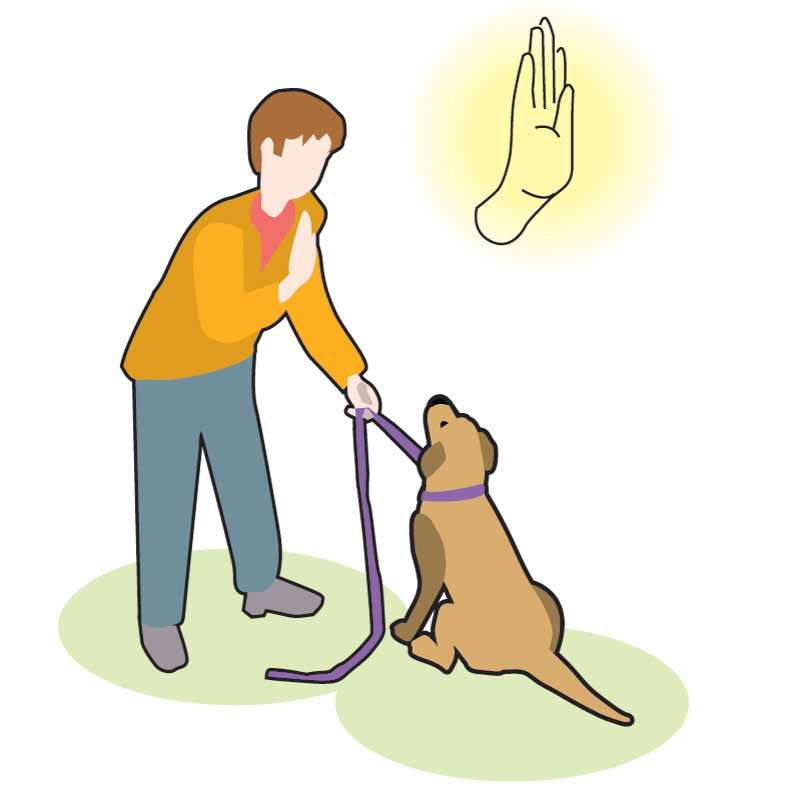 Как приучить собаку к кличке и сколько кличек может быть у собаки? а сколько кличек у вашей собаки?