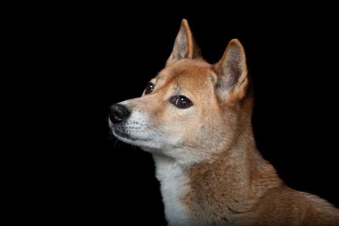 Новогвинейская поющая собака: особенности внешнего вида