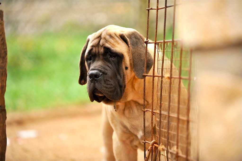 Американский бандог (бандогги мастиф): описание породы собак с фото и видео