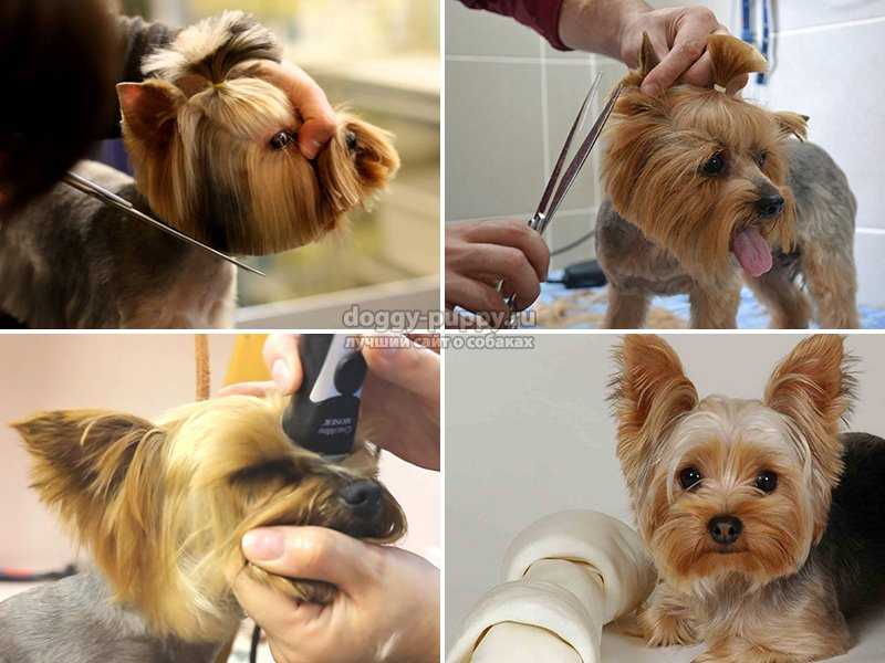 Как подстричь собаку в домашних условиях: все, что нужно знать о тонкостях груминга