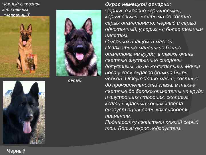 Порода легавых собак: описание, характеристика породы, фото и отзывы