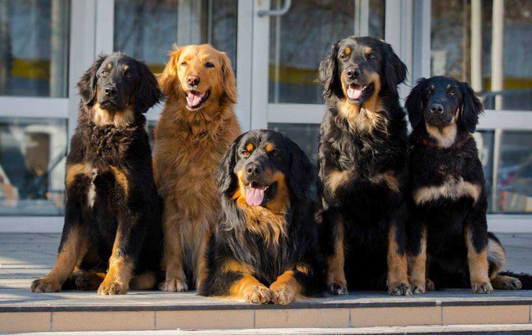 Ховаварт (47 фото): что это за порода? описание немецких собак и их характер, советы владельцев по содержанию щенков в квартире