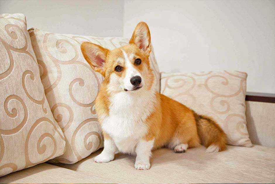 Породы маленьких собак для квартиры: критерии выбора питомцев с описанием и фотографиями