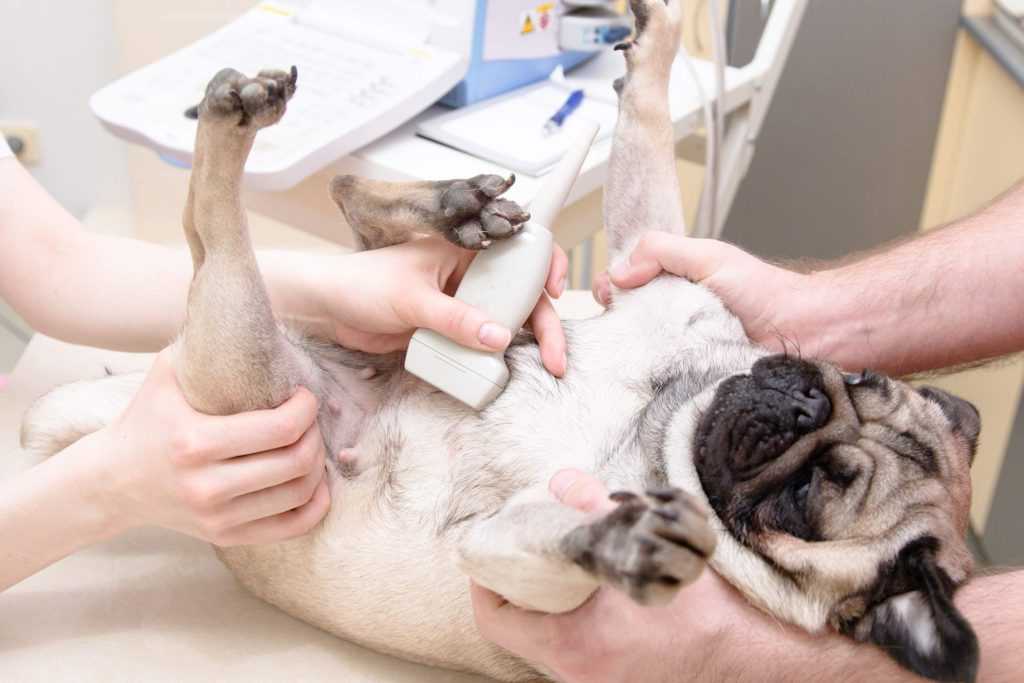 Ложная беременность у собак — что делать и как лечить?