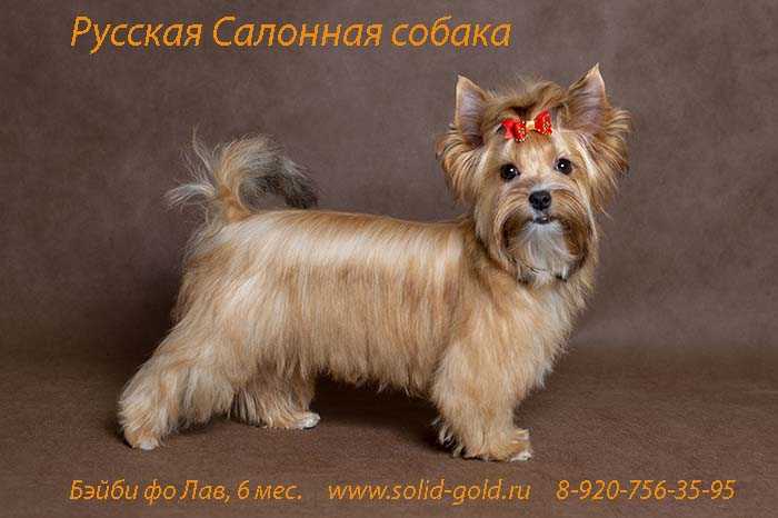ᐉ русская салонная собака описание породы - zoomanji.ru