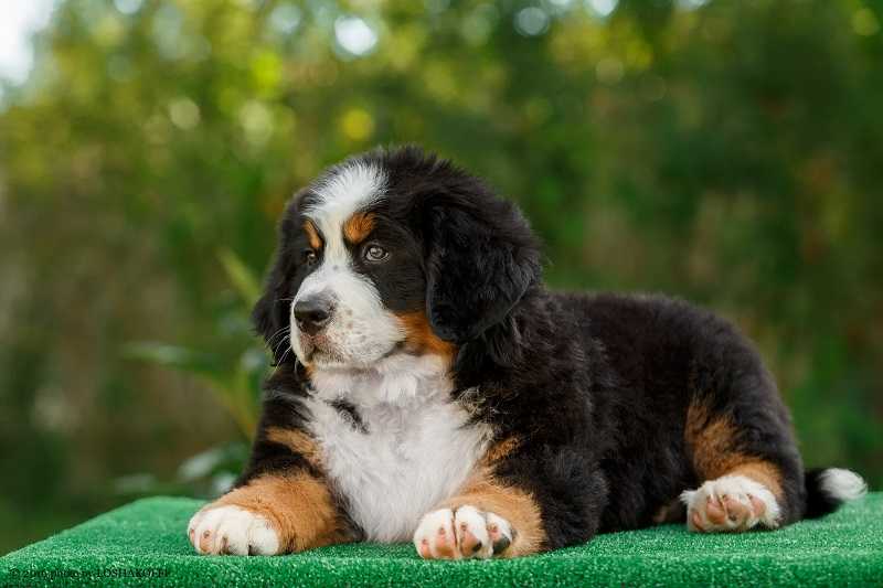 Характеристика собак породы бернский зенненхунд с отзывами и фото