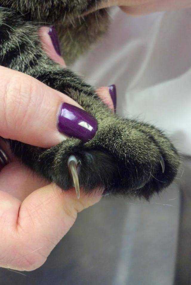 Как подстричь когти кошке? 25 фото чем их стричь в домашних условиях? можно ли обстричь когти котенку? как часто нужно это делать?