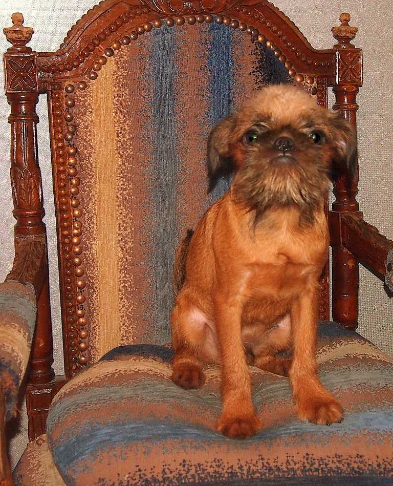 Большой вандейский бассет-гриффон: характеристики породы собаки, фото, характер, правила ухода и содержания