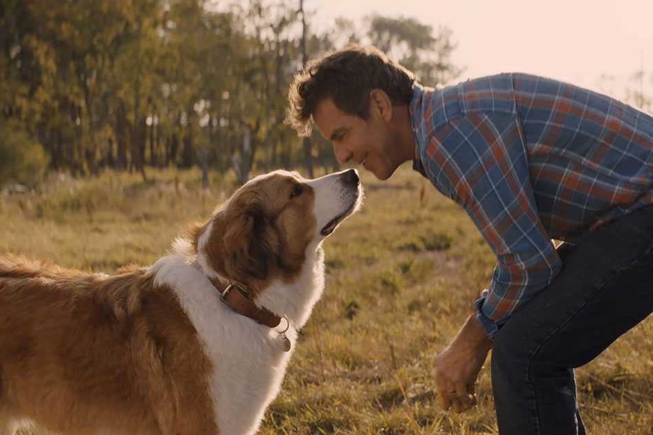 Фильмы про собак: список лучших