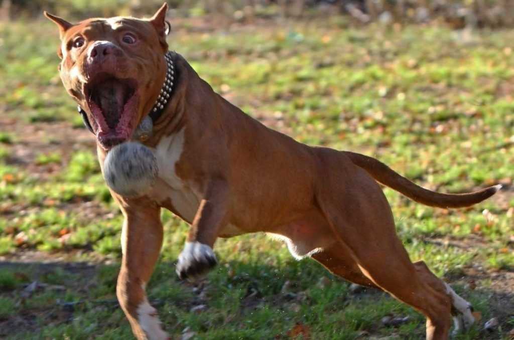 Лучшие бойцовские собаки: описание и виды, список и название пород, фото