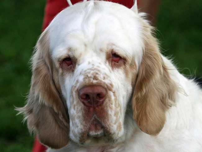 ᐉ описание породы собак кламбер спаниель с отзывами и фото - zoogradspb.ru