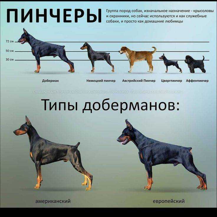 Легавые породы собак