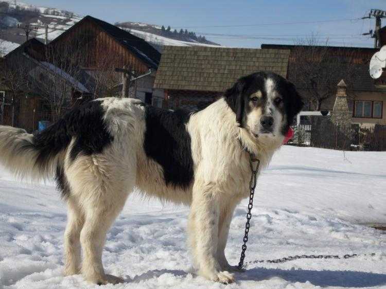 Анатолийская овчарка собака. описание, особенности, уход и цена породы