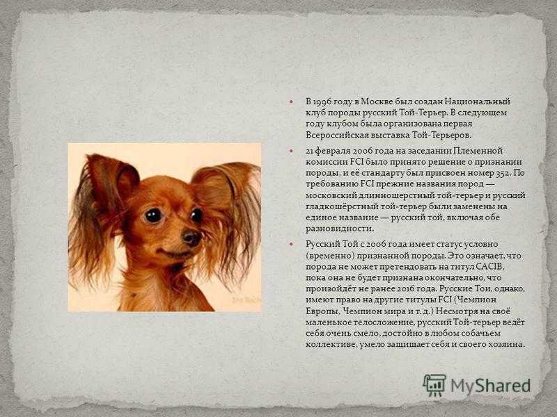 Порода собак одис: фото, содержание, описание