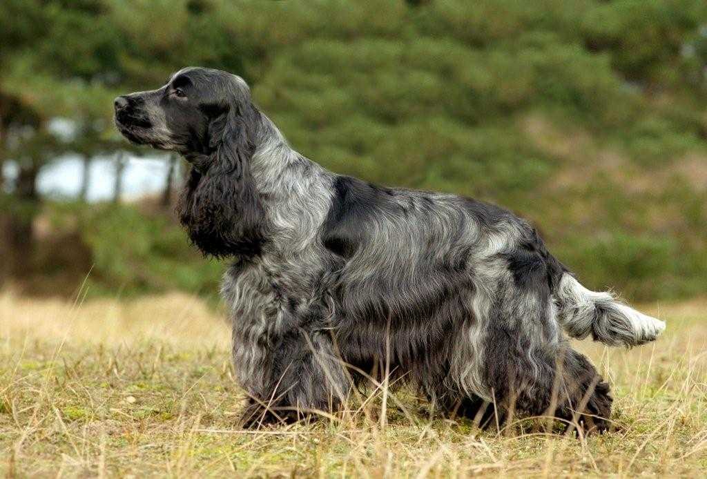 Континентальный той-спаниель собака. описание, уход и цена породы
