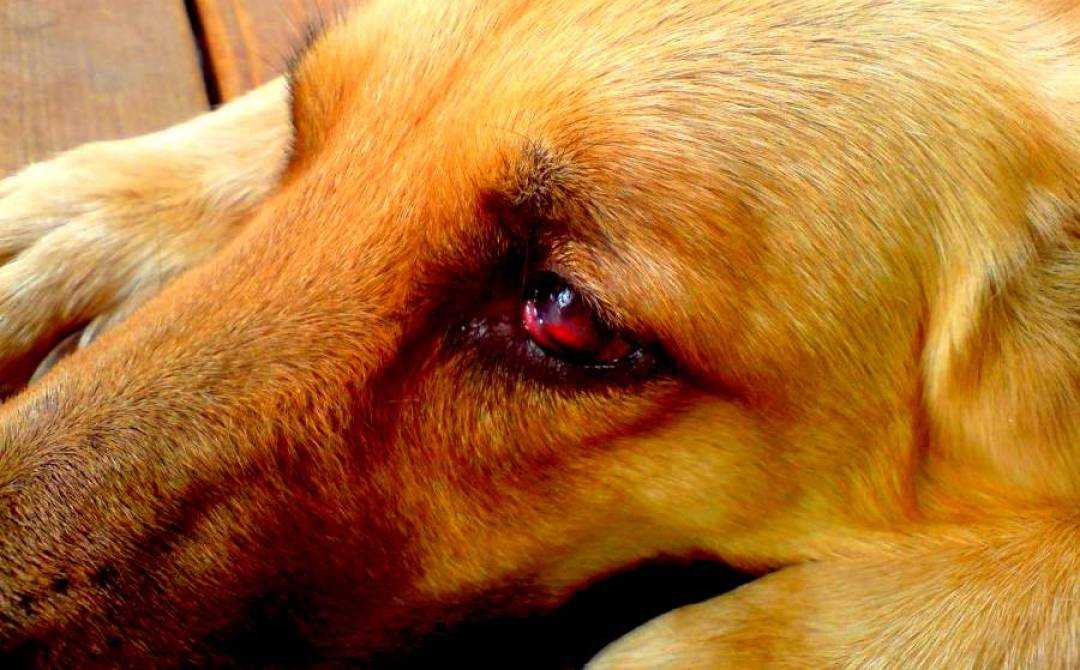 Выделения из глаз у собак