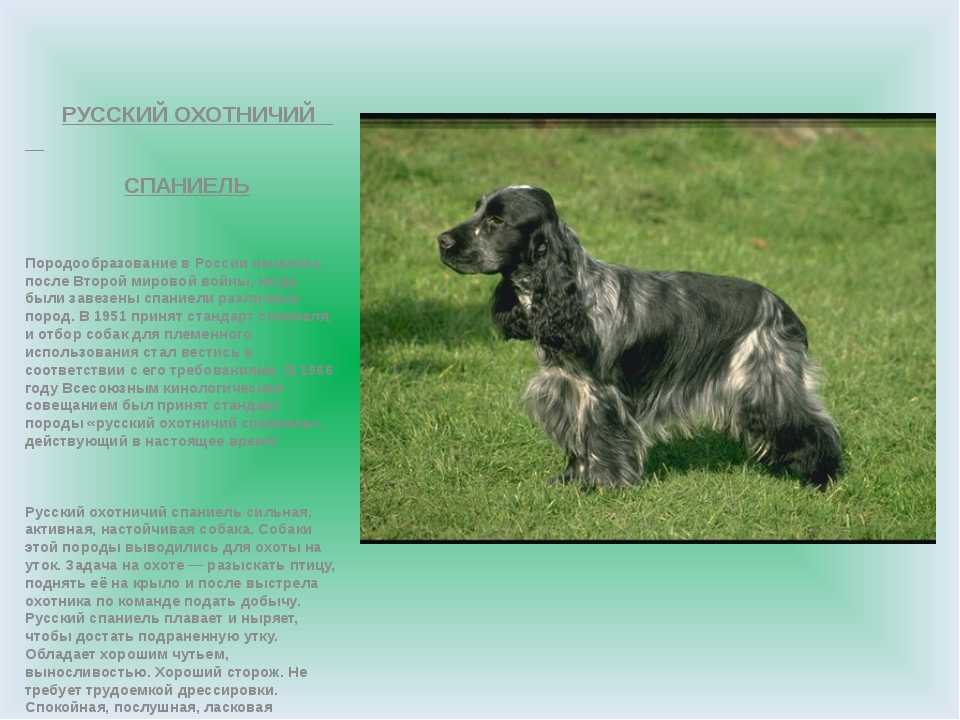 Спаниели (63 фото): разновидности собак с описанием. характер суссекс, филд-спаниелей и других. отзывы