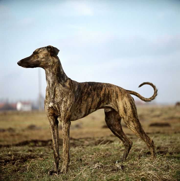 Эстонская гончая: все о собаке, фото, описание породы, характер, цена
