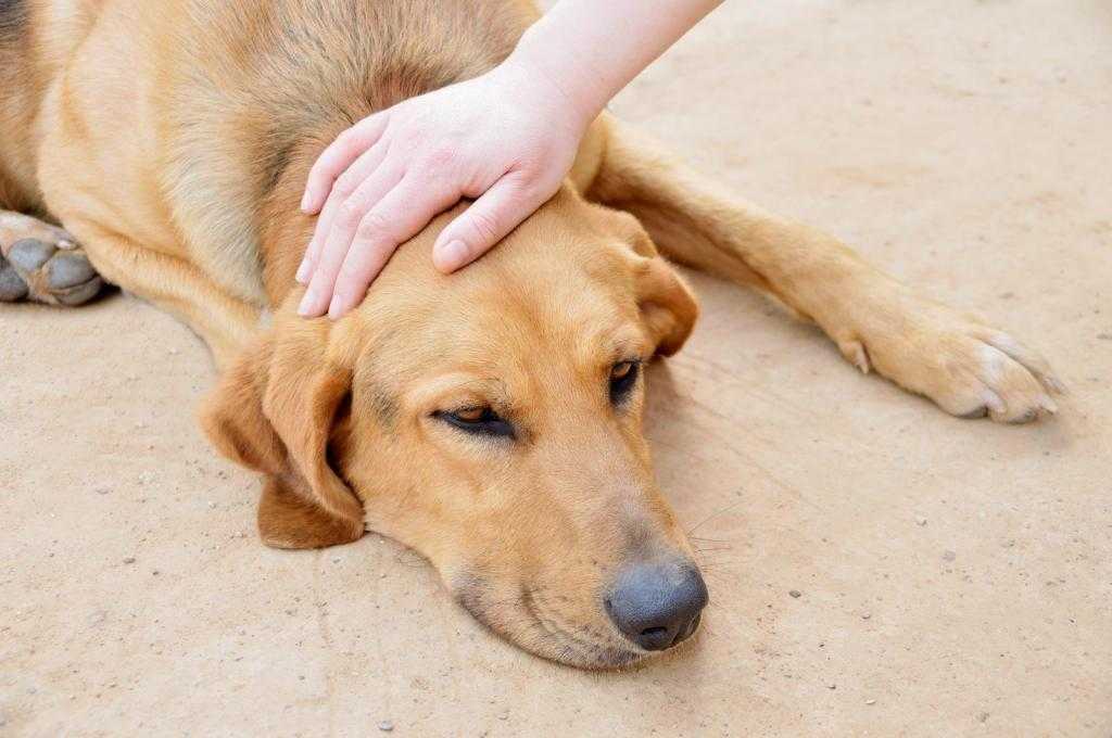 Стресс у собак: симптомы, как проявляется, что делать и как снять стресс у собаки