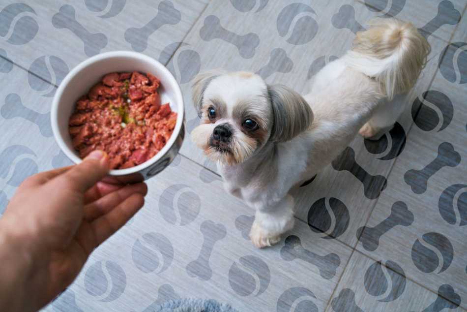 Какие крупы можно давать собакам и как варить, рекомендации | блог ветклиники "беланта"
