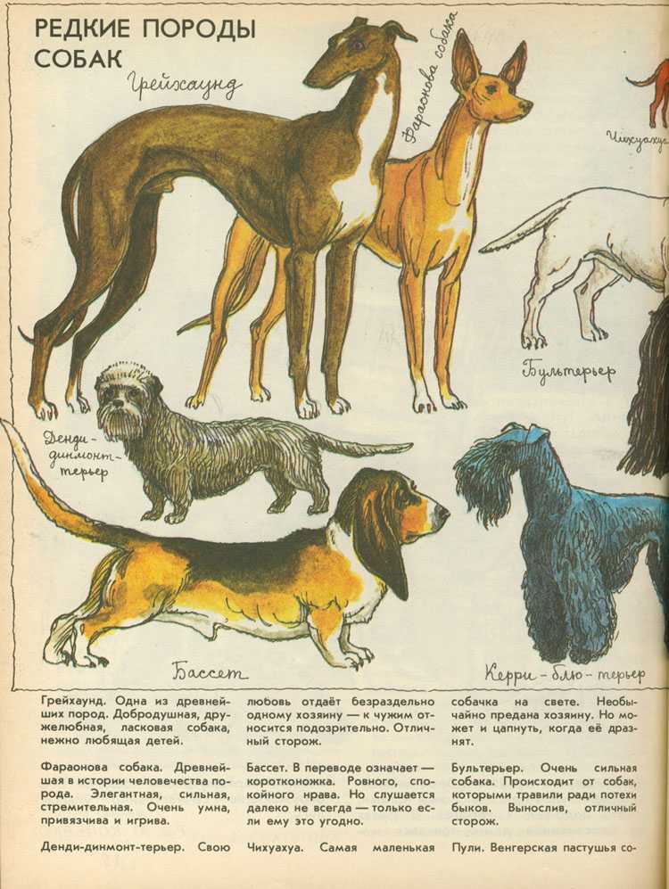 Лангхаар (немецкая длинношерстная легавая) — описание породы собак