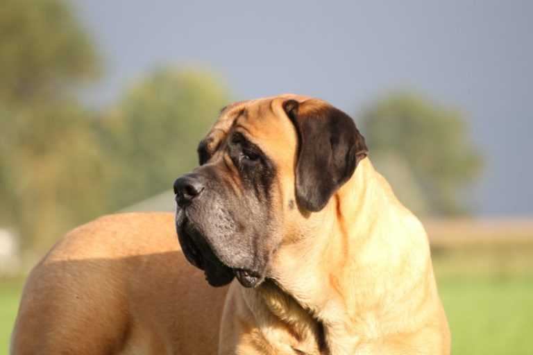 Американский бандог (бандогги мастиф): описание породы собак с фото и видео