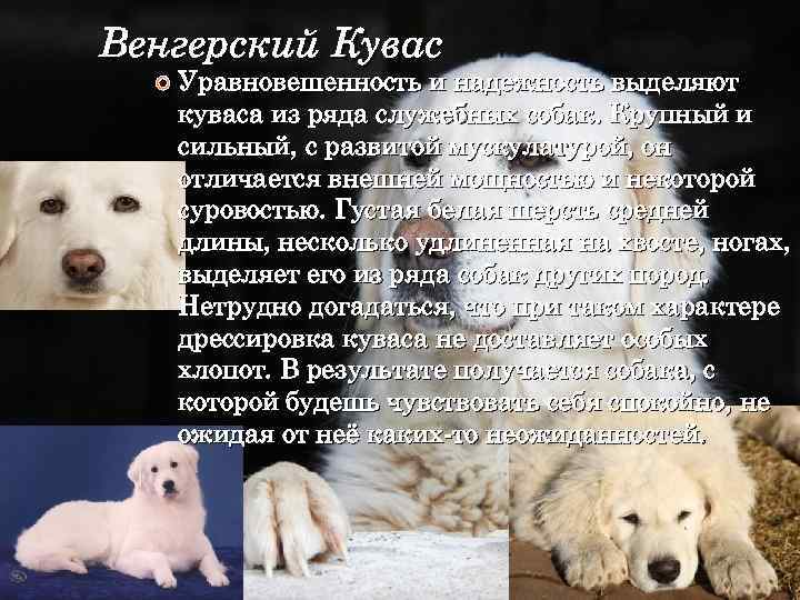 Порода собак кувас - описание, характер, характеристика, фото венгерских кувасов и видео, цена