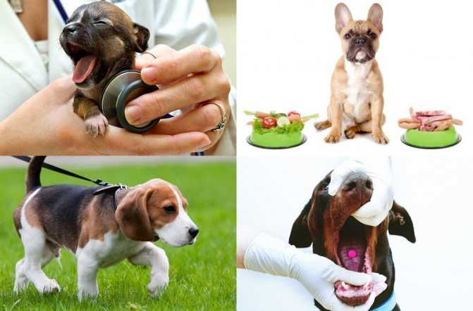 Гастрит у собаки - симптомы, лечение, питание и диета, диагностика
