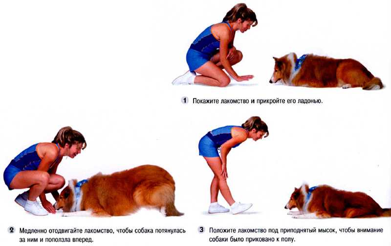Как научить собаку команде «лежать»: видеоуроки, методы и рекомендации