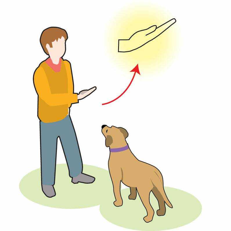 Дрессировка собаки самостоятельно: курс послушания