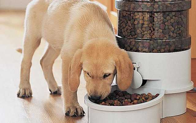 Собака отказывается от сухого корма: причины, что делать владельцу, как подобрать сухой корм