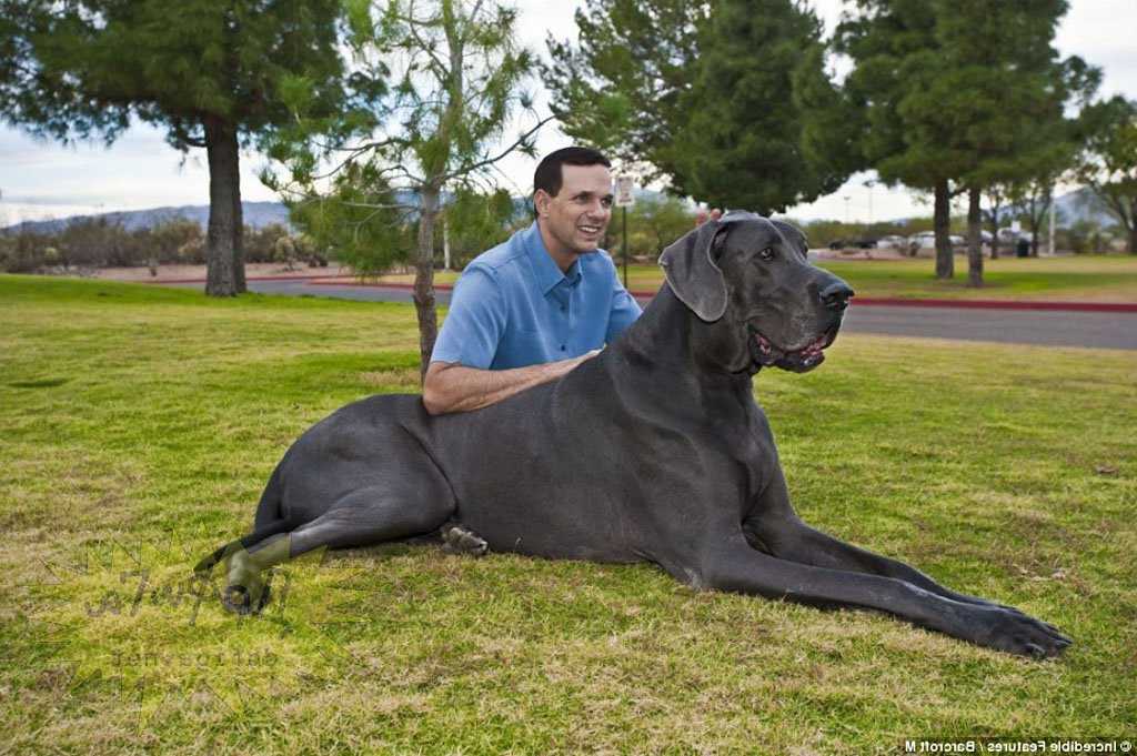 10 самых крупных собак в мире: фотоподборка