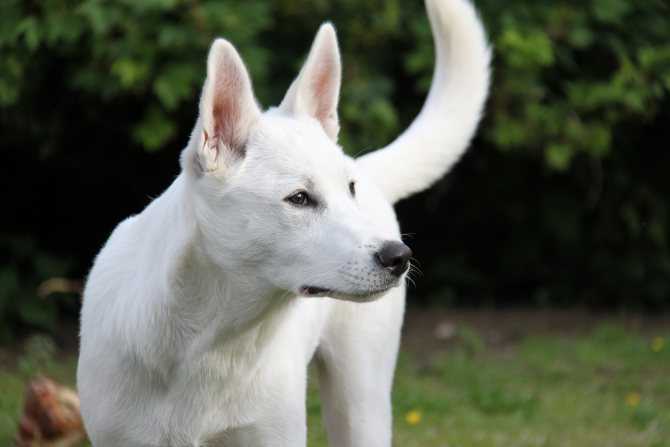 Ханаанская собака: описание породы собак с фото и видео