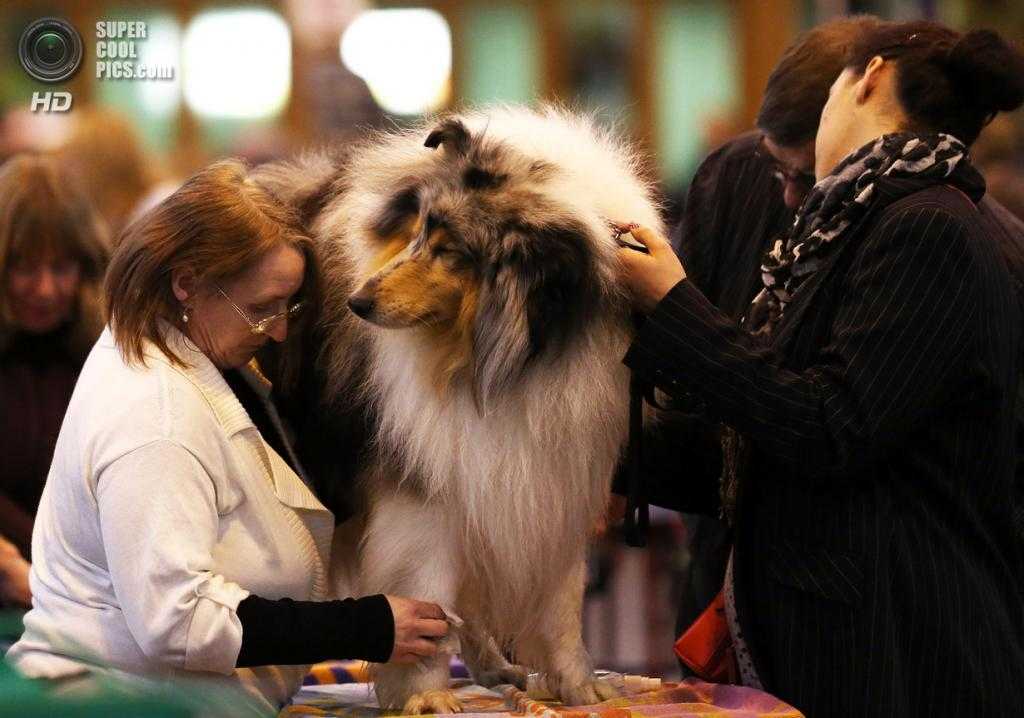 Международная выставка собак ранга cacib-iku г. москва «чемпионат россии 2021»