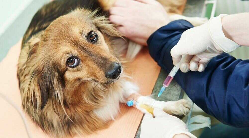 Список способов на тему остановки крови у собак