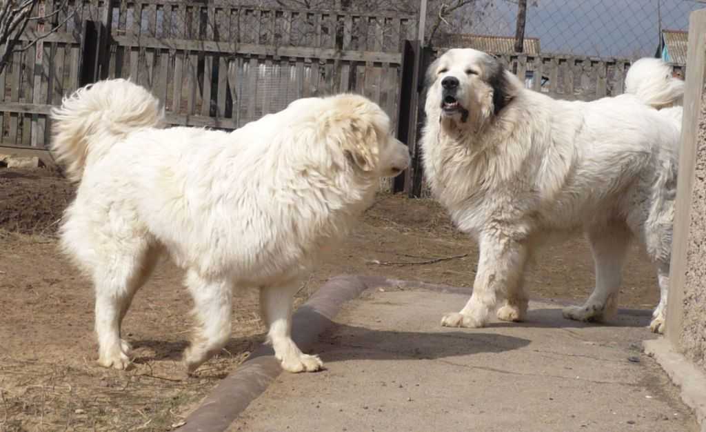 Белая швейцарская овчарка: все о собаке, фото, описание породы, характер, цена