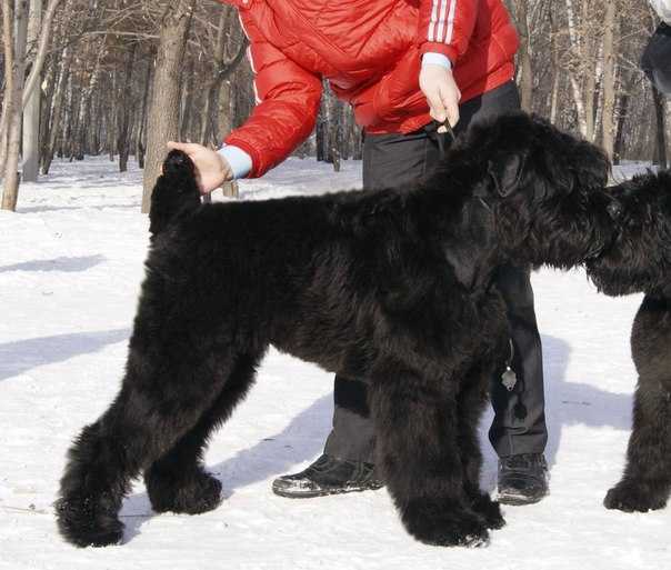 Русский черный терьер — русская служебная порода собак: описание породы и фото