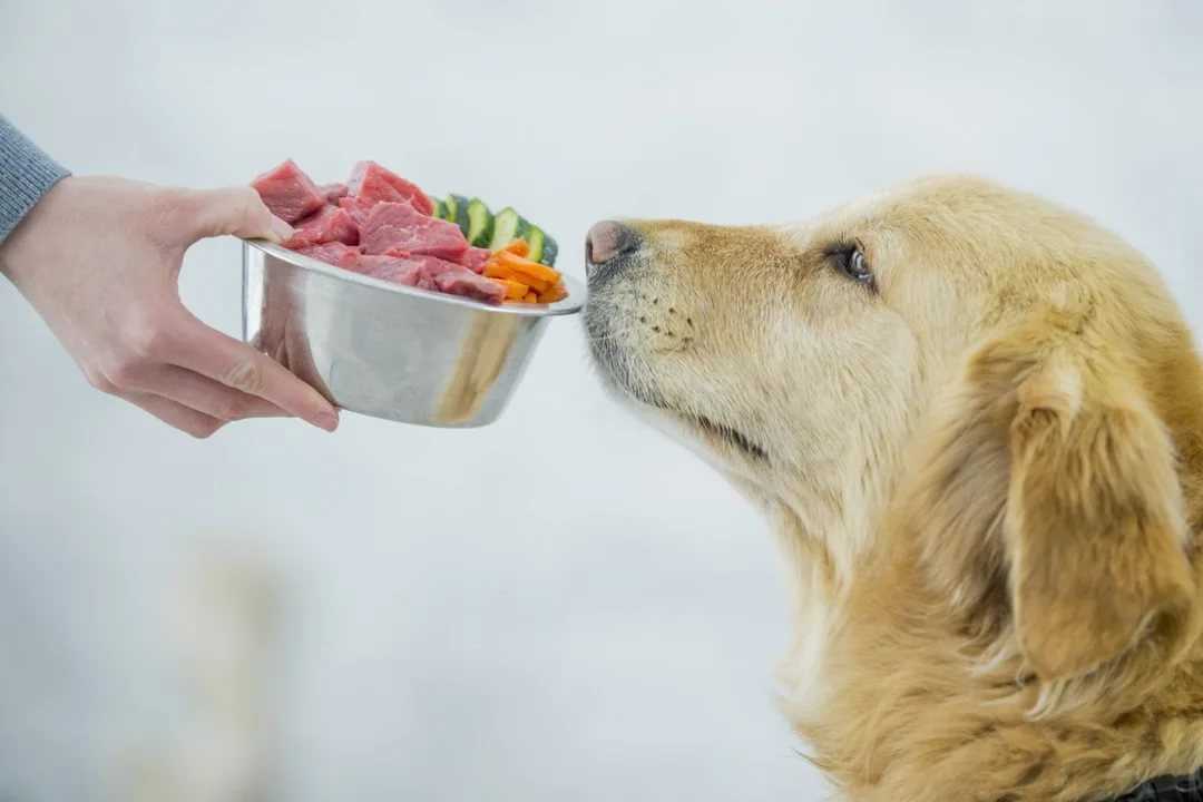 Можно ли давать собакам сладкое и почему они его любят?