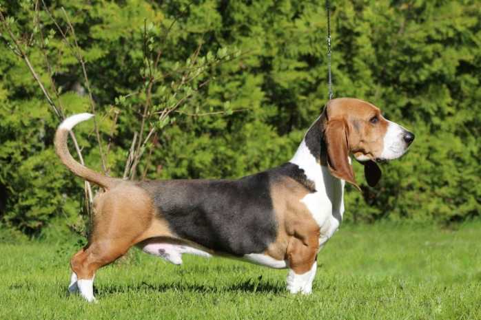 Собака бассет хаунд: описание породы, фото и характер