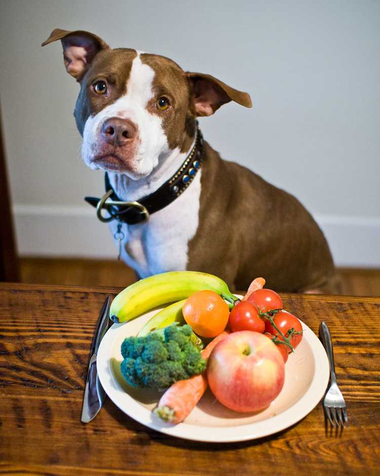 Можно ли собаке арбуз: советы ветеринаров