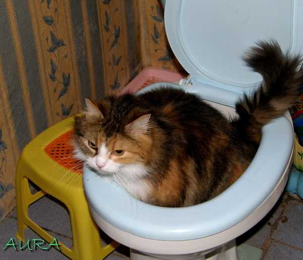 Как помочь котенку сходить в туалет. Горшок для Мейн куна. Лоток для Мейн кунов. Котенок в унитазе. Туалет для Мейн куна.