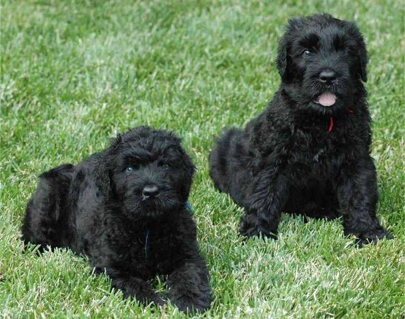 Русский черный терьер - русская служебная порода собак: описание породы и фото