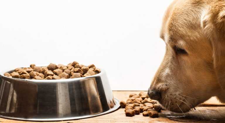 Собака вялая, отказывается от еды: причины, что делать
