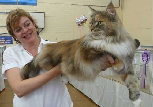 Когда кастрировать мейн-куна – в каком возрасте можно делать операцию котам и кошкам