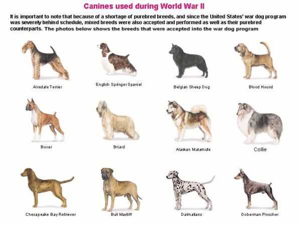 20 самых больших пород собак в мире с названиями и фото